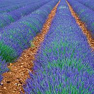 Lavendelveld (Lavendula sp.) in de Provence, Frankrijk
<BR><BR>Zie ook www.arterra.be</P>